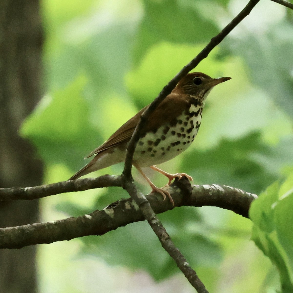 Wood Thrush - ML617692238