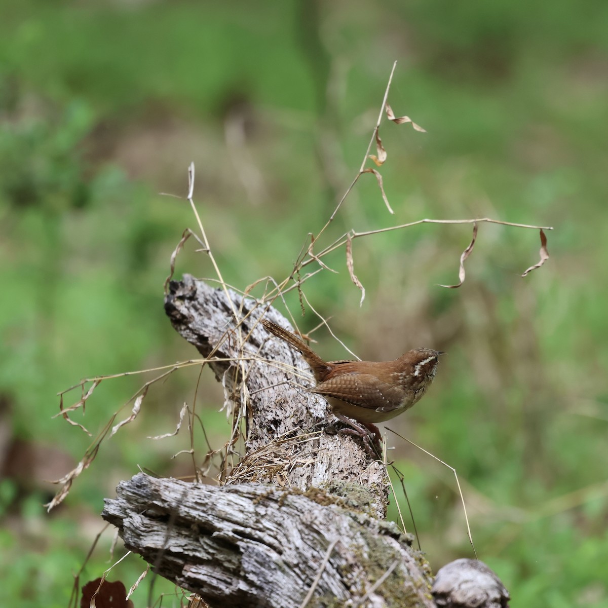 Carolina Wren - ML617692278