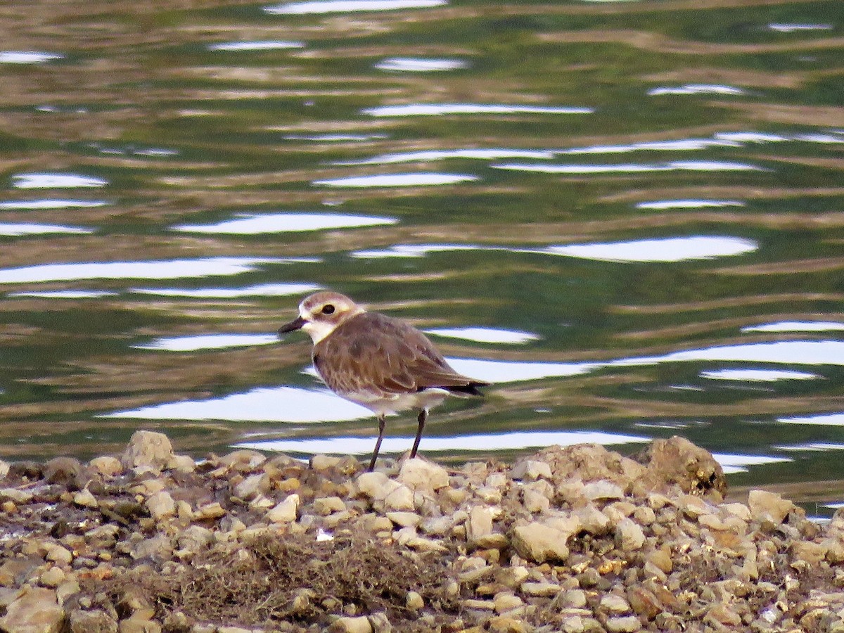 Tibetan Sand-Plover - Bob Hargis