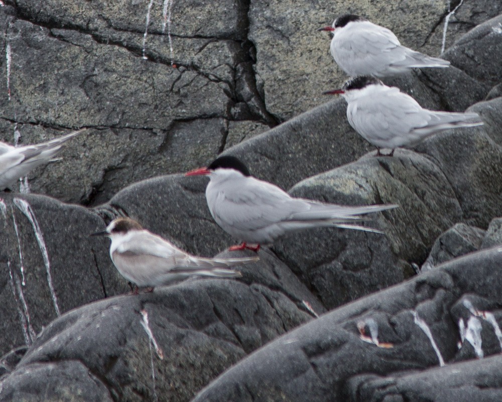 Antarctic Tern - ML617692310