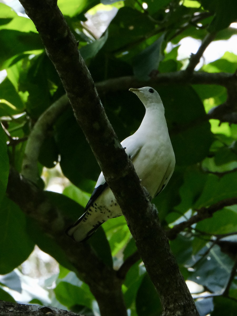 Torresian Imperial-Pigeon - ML617692315