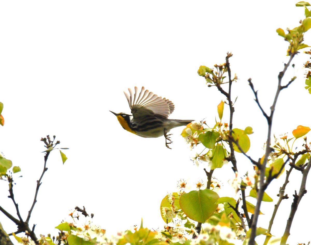 Yellow-throated Warbler - ML617692350