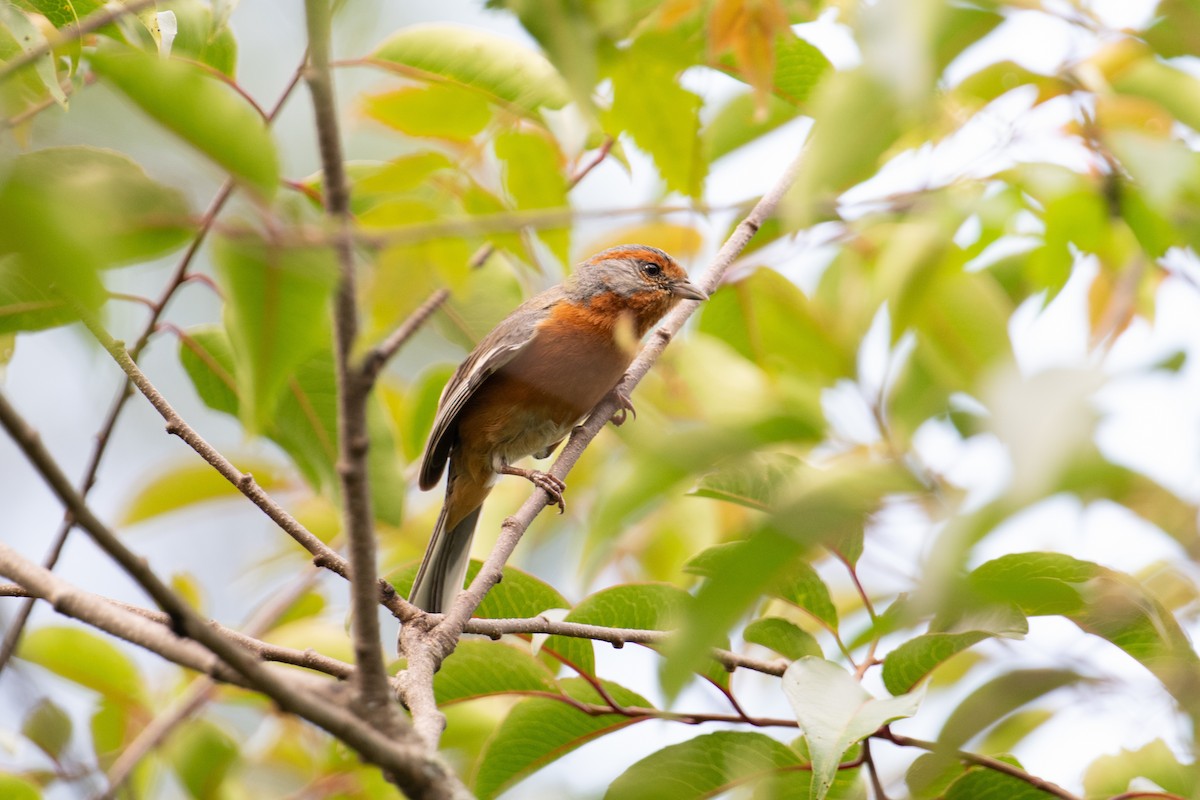 Rusty-browed Warbling Finch - ML617692390