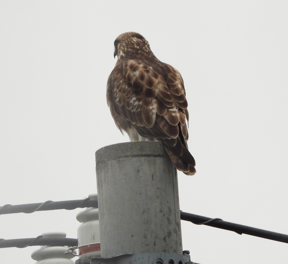 Eastern Buzzard - ML617692393