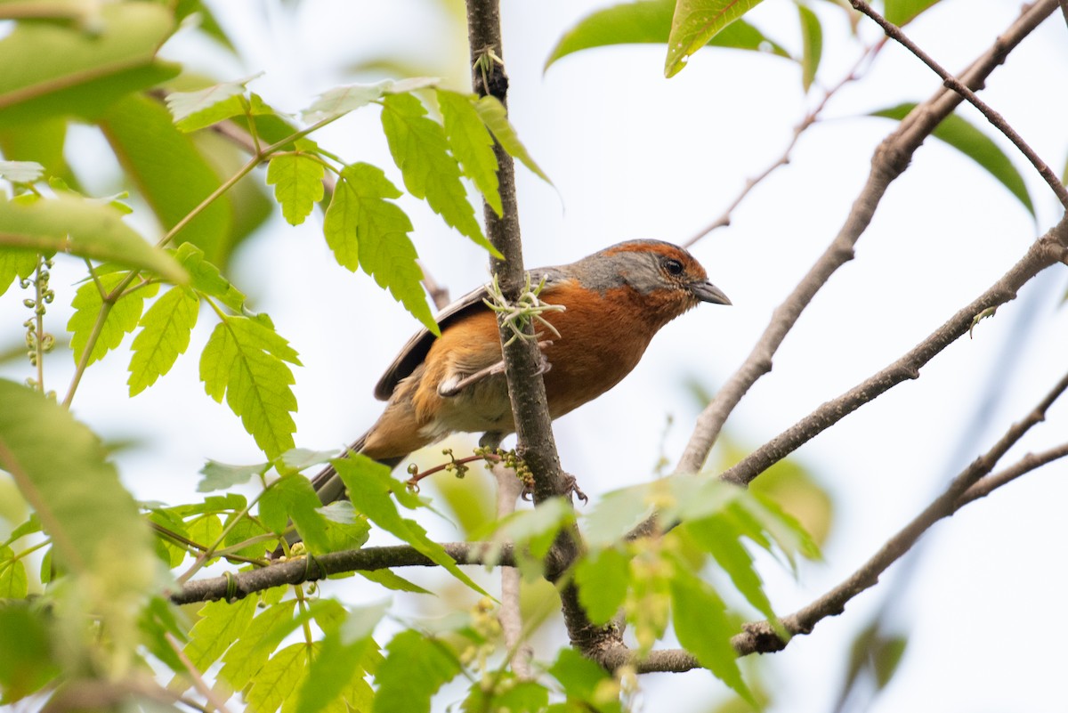 Rusty-browed Warbling Finch - ML617692398