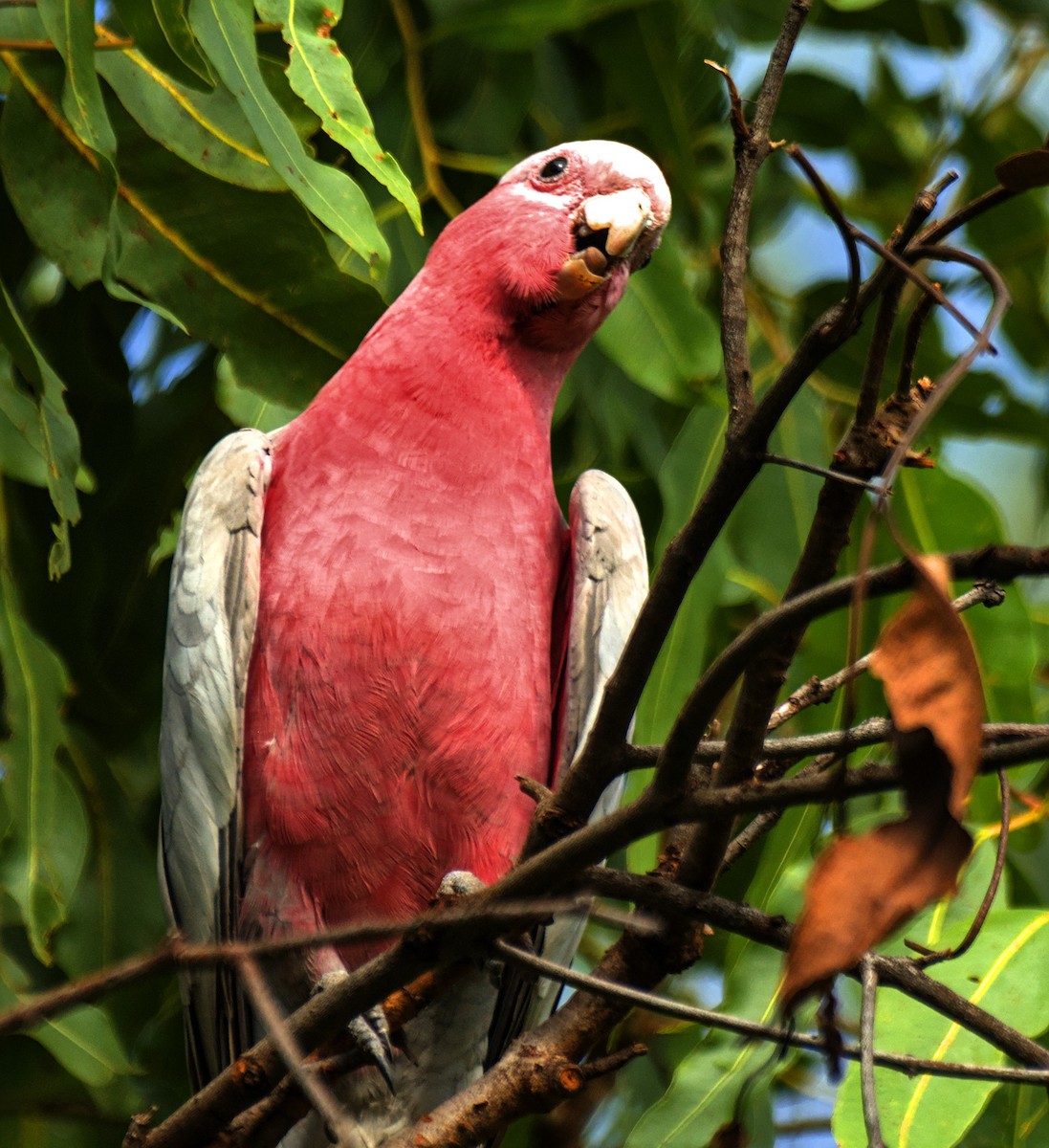 kakadu růžový - ML617692409