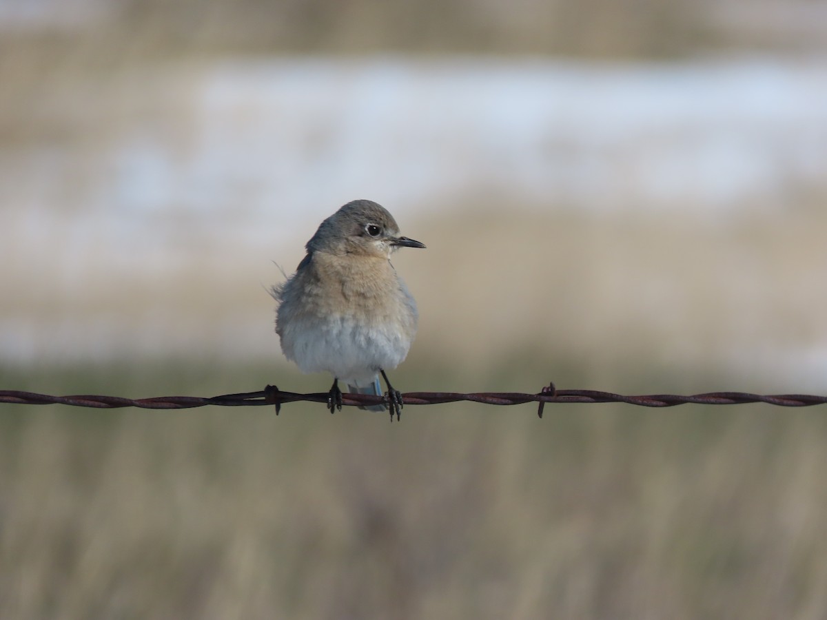 Mountain Bluebird - ML617692422