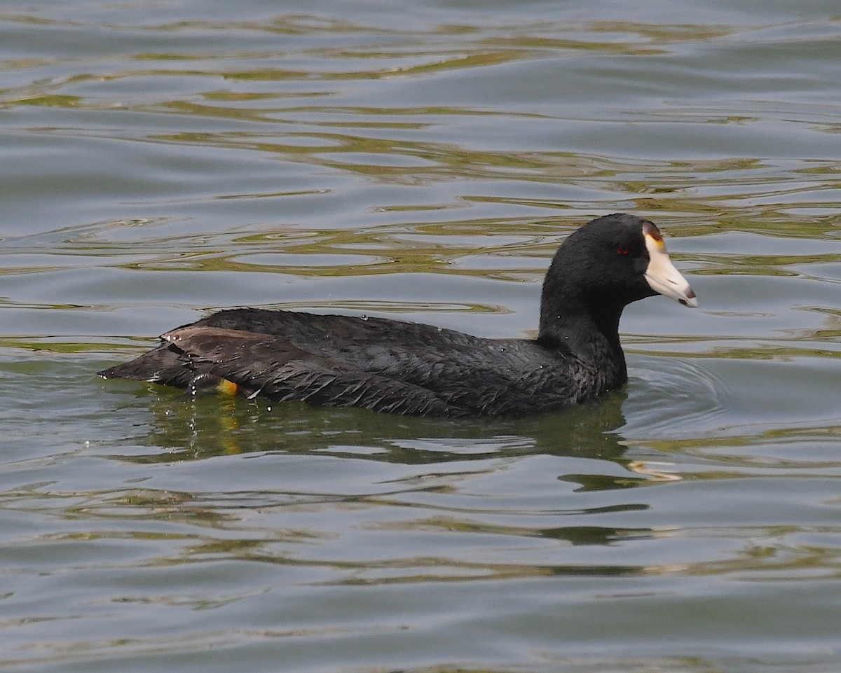 American Coot - ML617692435