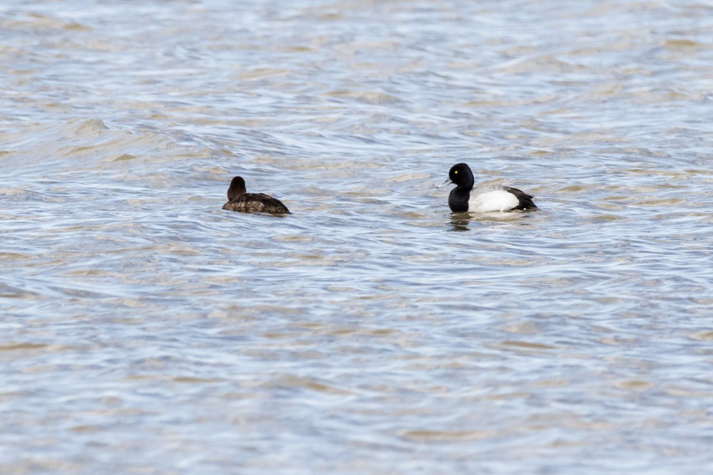 Lesser Scaup - ML617692485