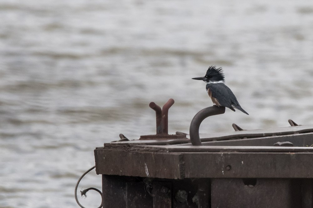 Belted Kingfisher - ML617692504