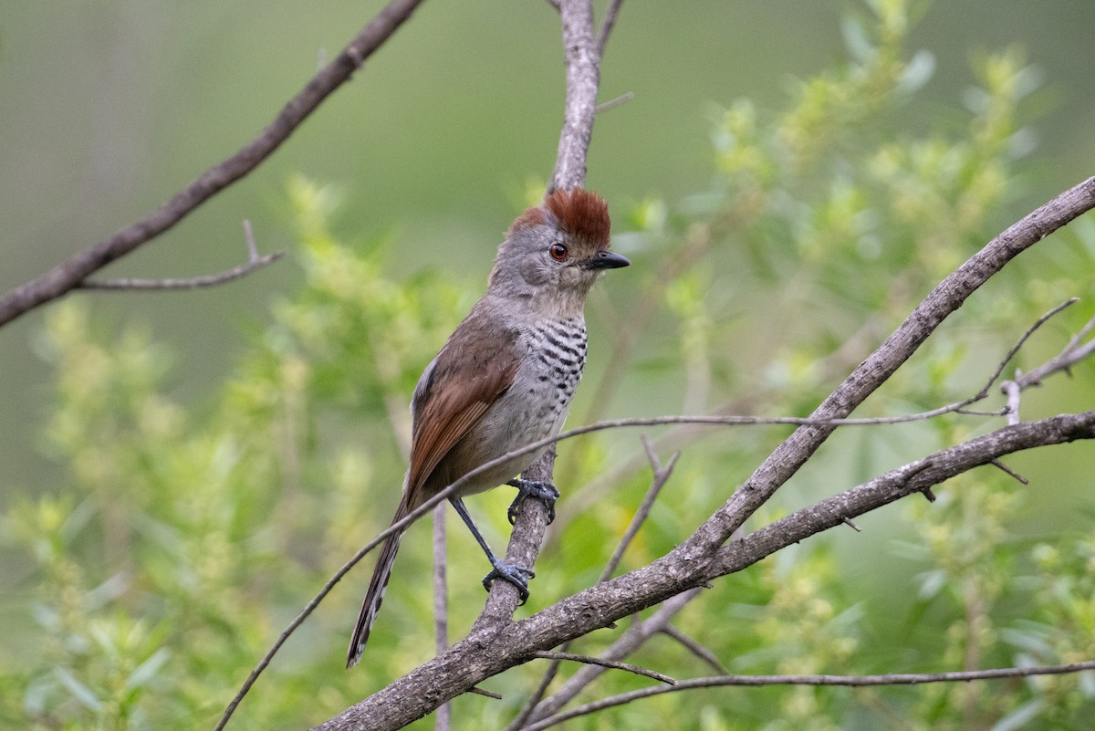 Rufous-capped Antshrike - John C. Mittermeier