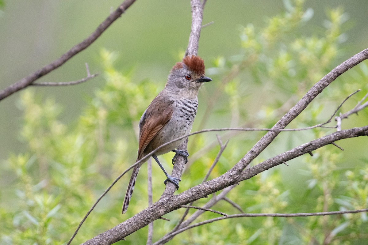 Rufous-capped Antshrike - John C. Mittermeier