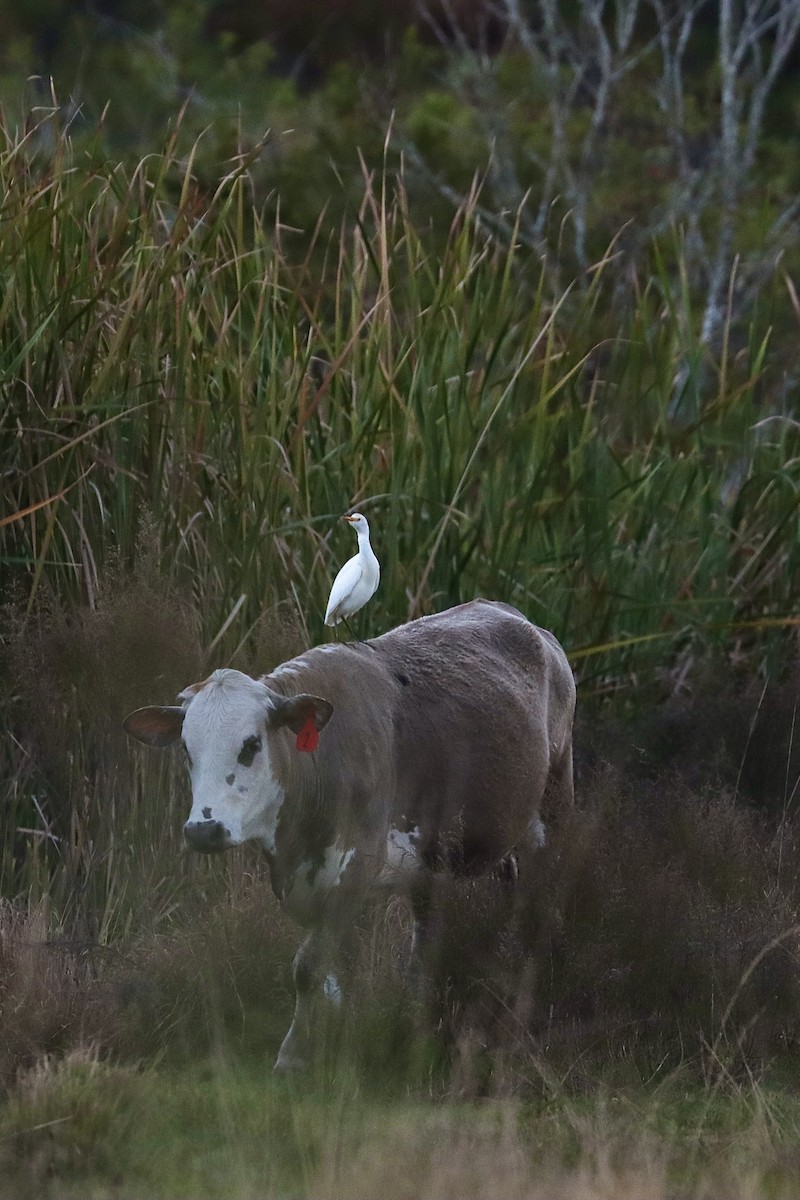 Western Cattle Egret - ML617692541