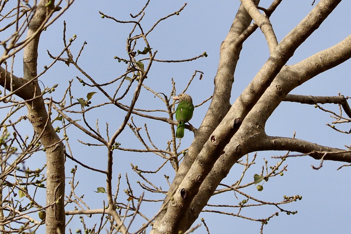 Lineated Barbet - ML617692544
