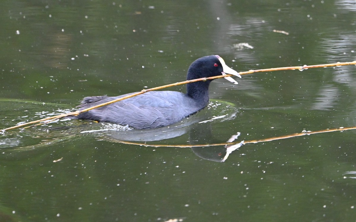 American Coot - Remigio Miguel