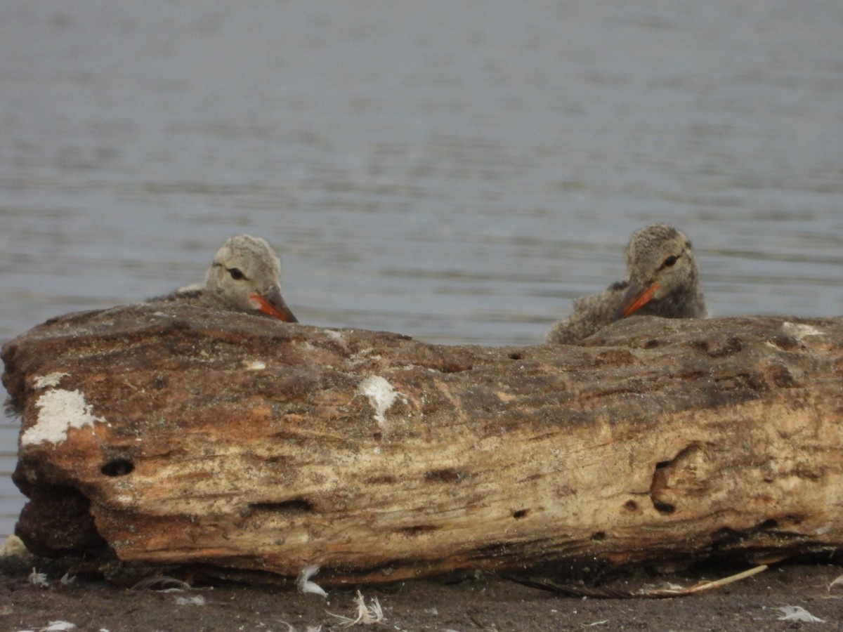 American Oystercatcher - ML617692565