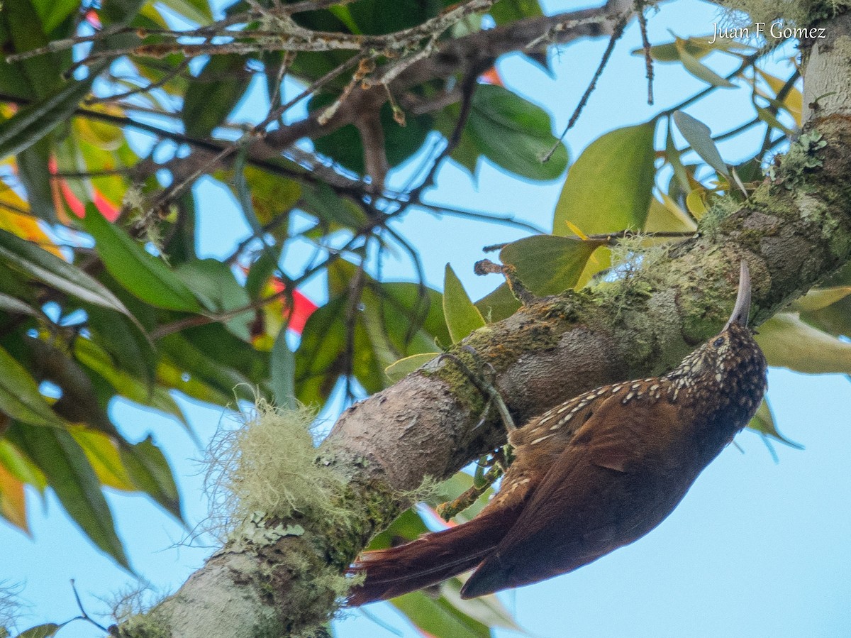 Montane Woodcreeper - ML617692586