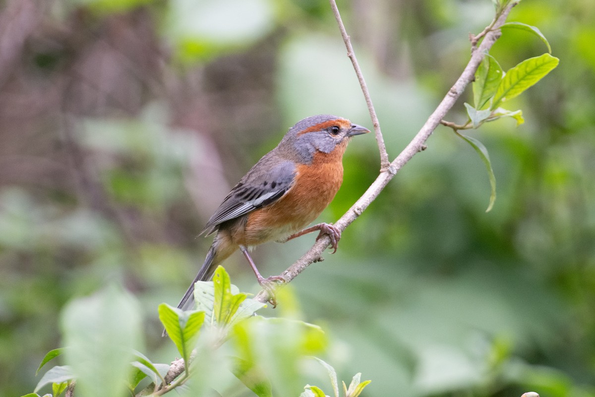 Rusty-browed Warbling Finch - John C. Mittermeier