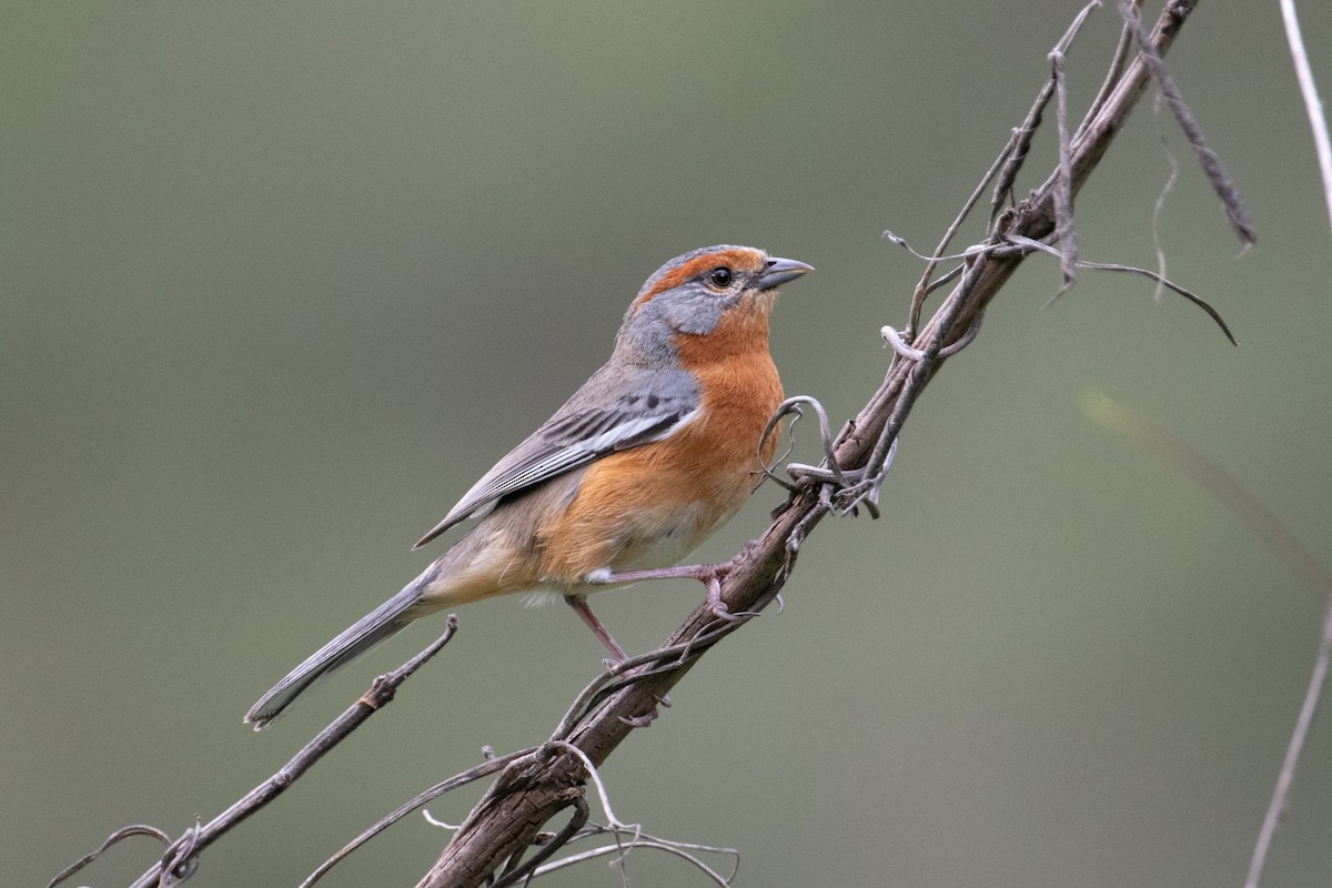 Rusty-browed Warbling Finch - ML617692598