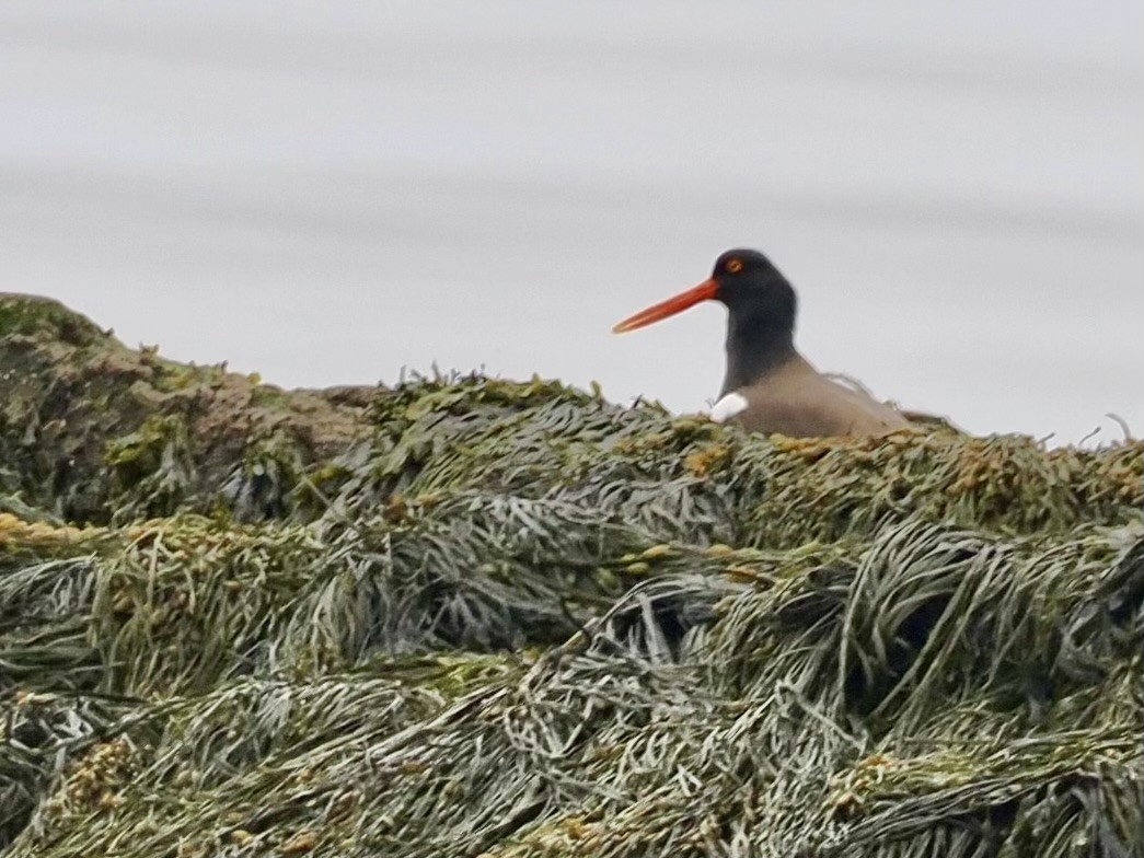 American Oystercatcher - ML617692603