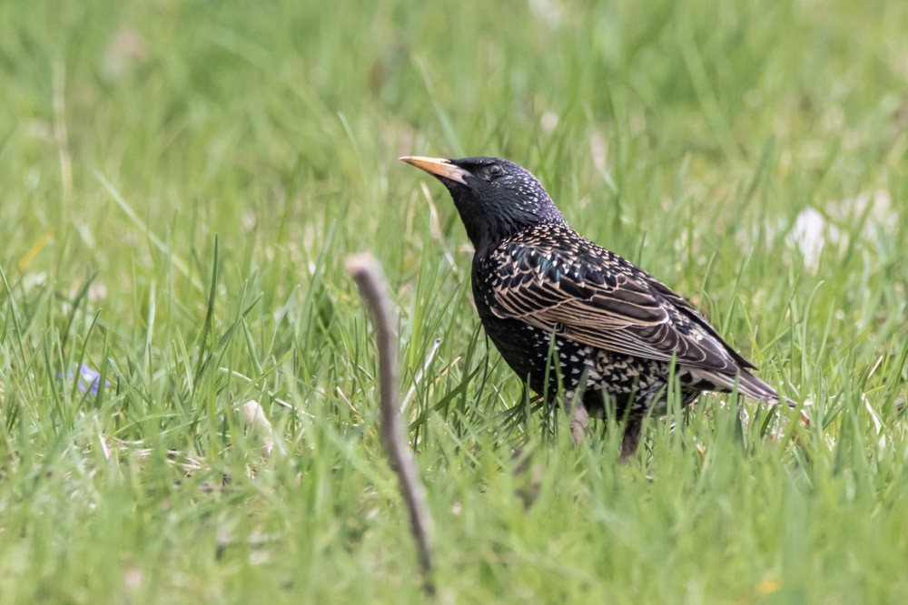 European Starling - ML617692609