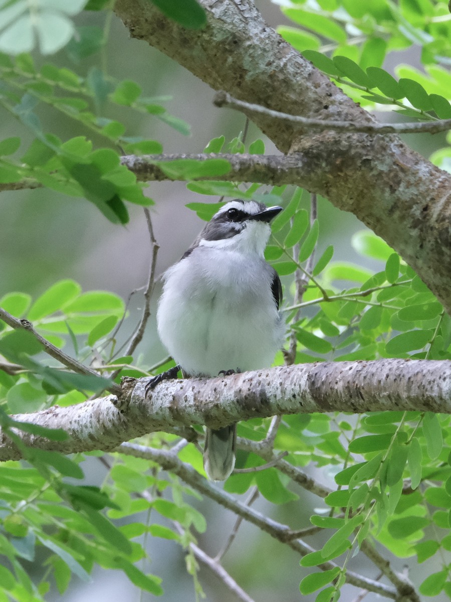 White-browed Robin - ML617692619