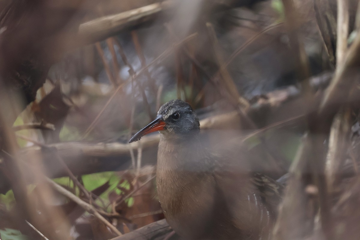 Virginia Rail - ML617692620