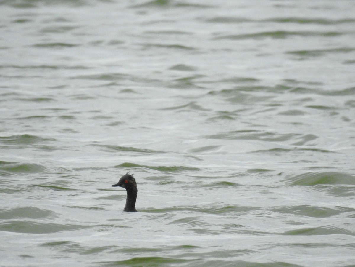 Eared Grebe - Roger Massey