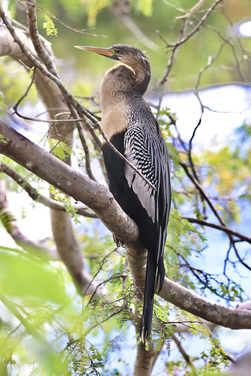 Anhinga Americana - ML617692680