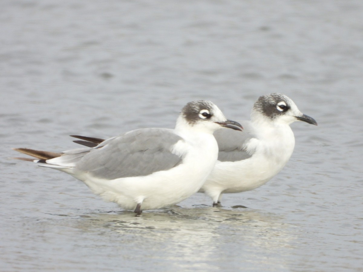 Franklin's Gull - ML617692681