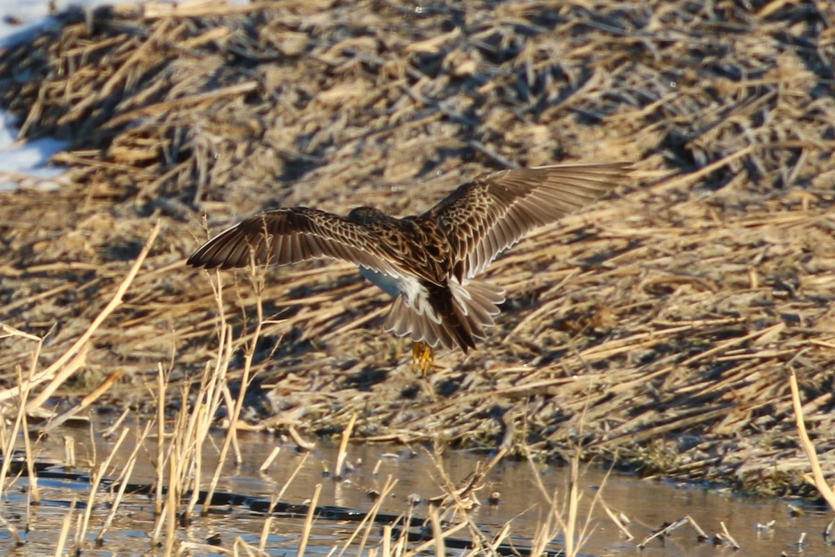 Pectoral Sandpiper - ML617692706