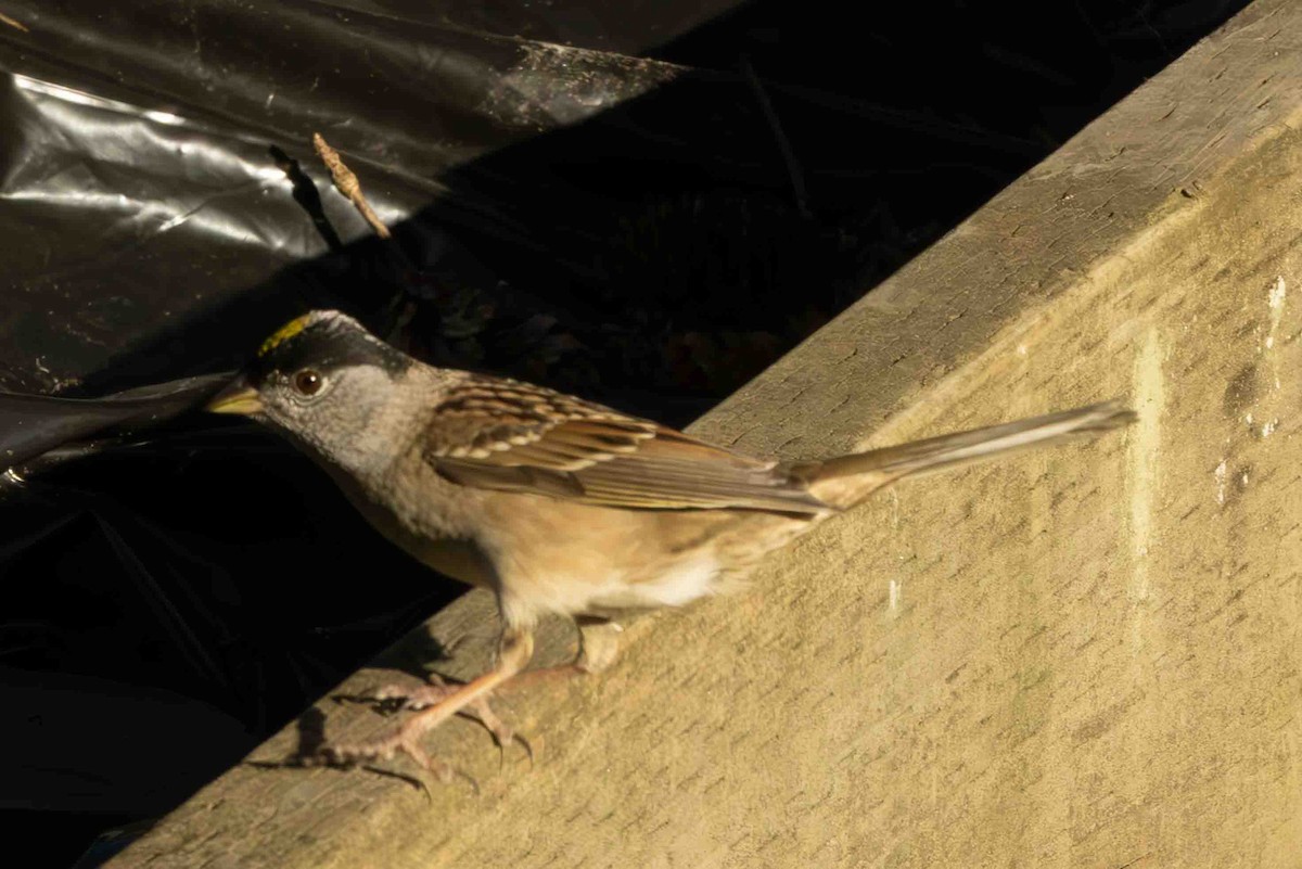 Golden-crowned Sparrow - Scott Fischer