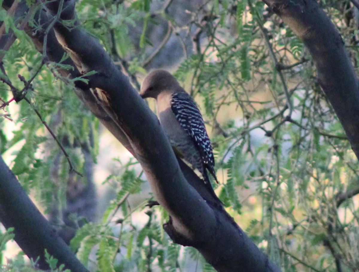 Gila Woodpecker - Jeff Dreier