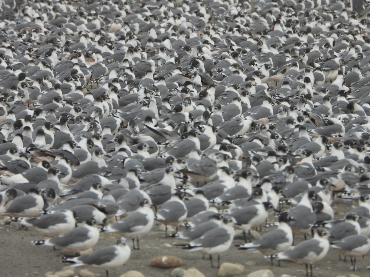 Mouette de Franklin - ML617692733