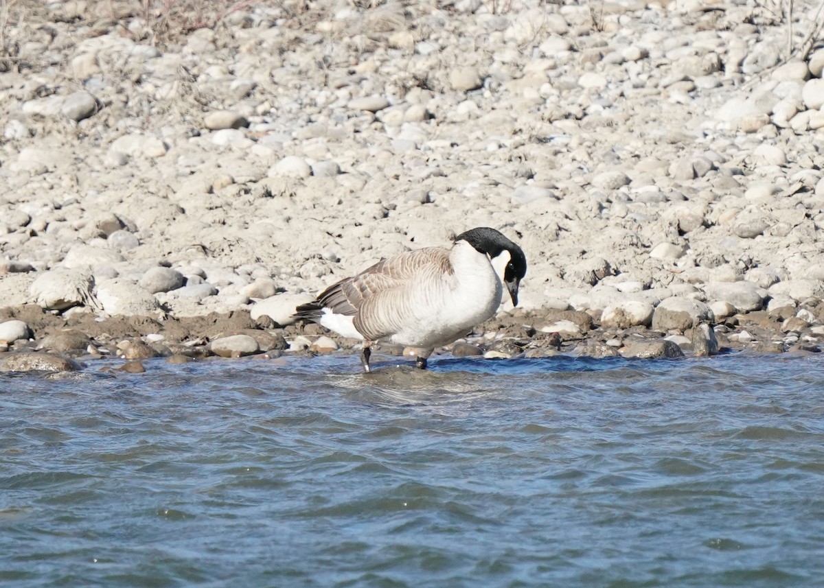 Canada Goose - ML617692758