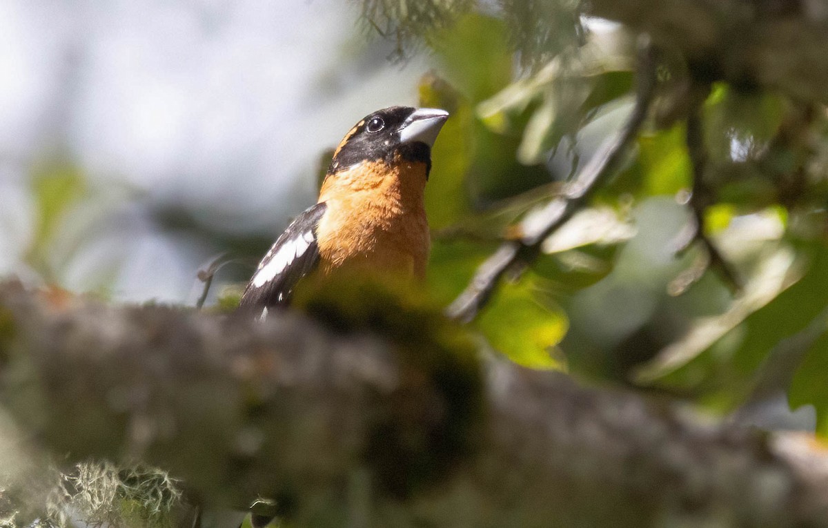 Black-headed Grosbeak - ML617692781