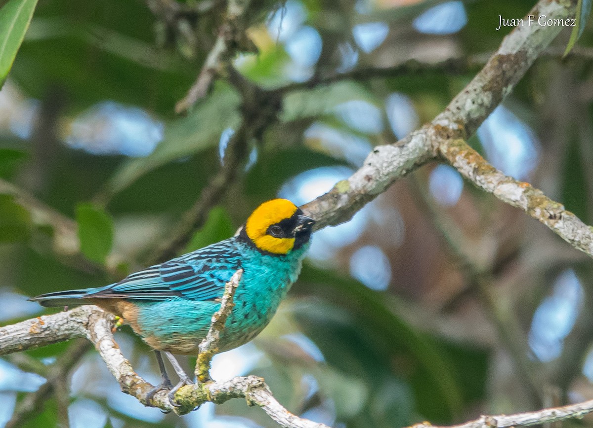 Saffron-crowned Tanager - Juan Fernando Gomez Castro