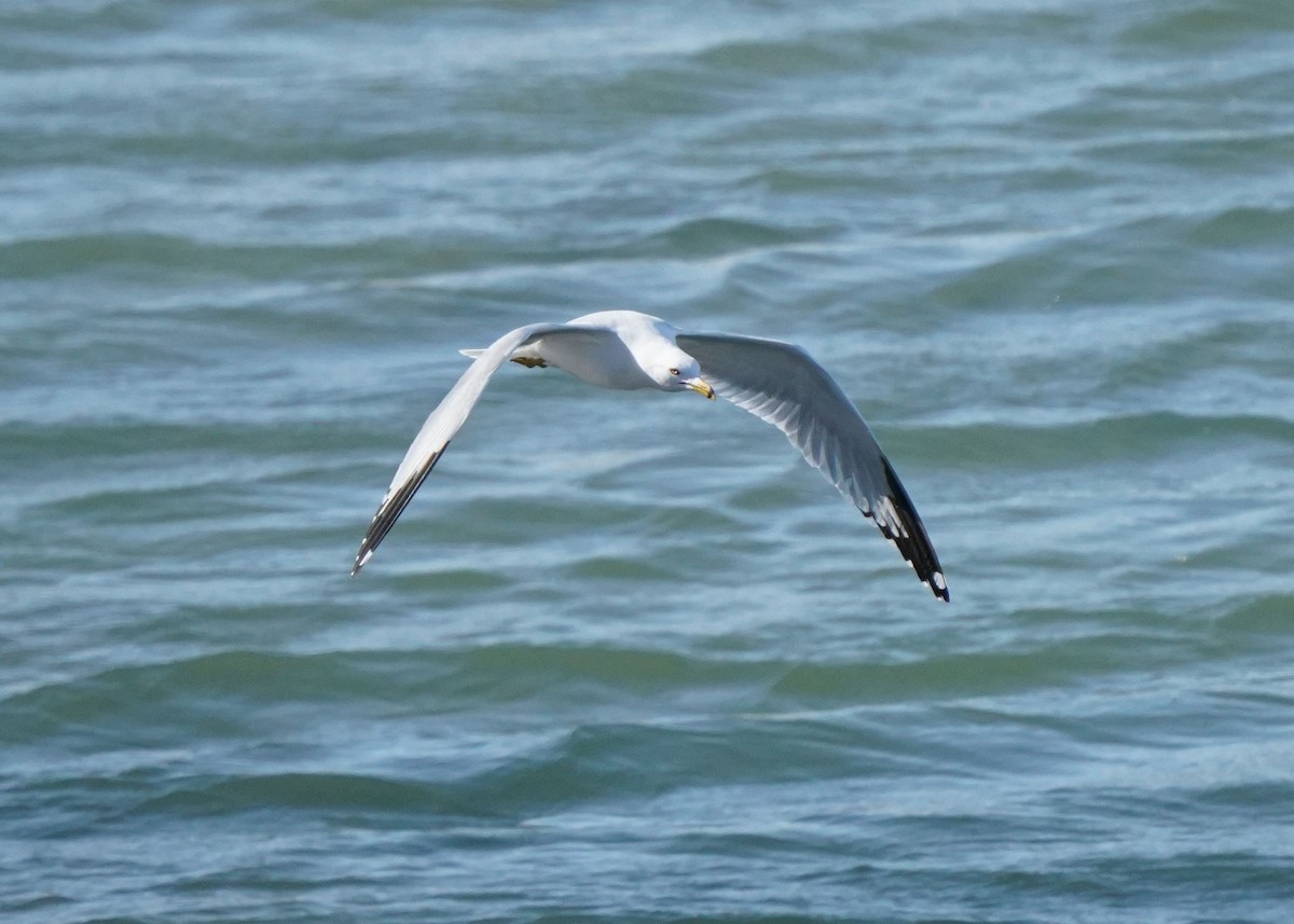 Ring-billed Gull - Pam Hardy