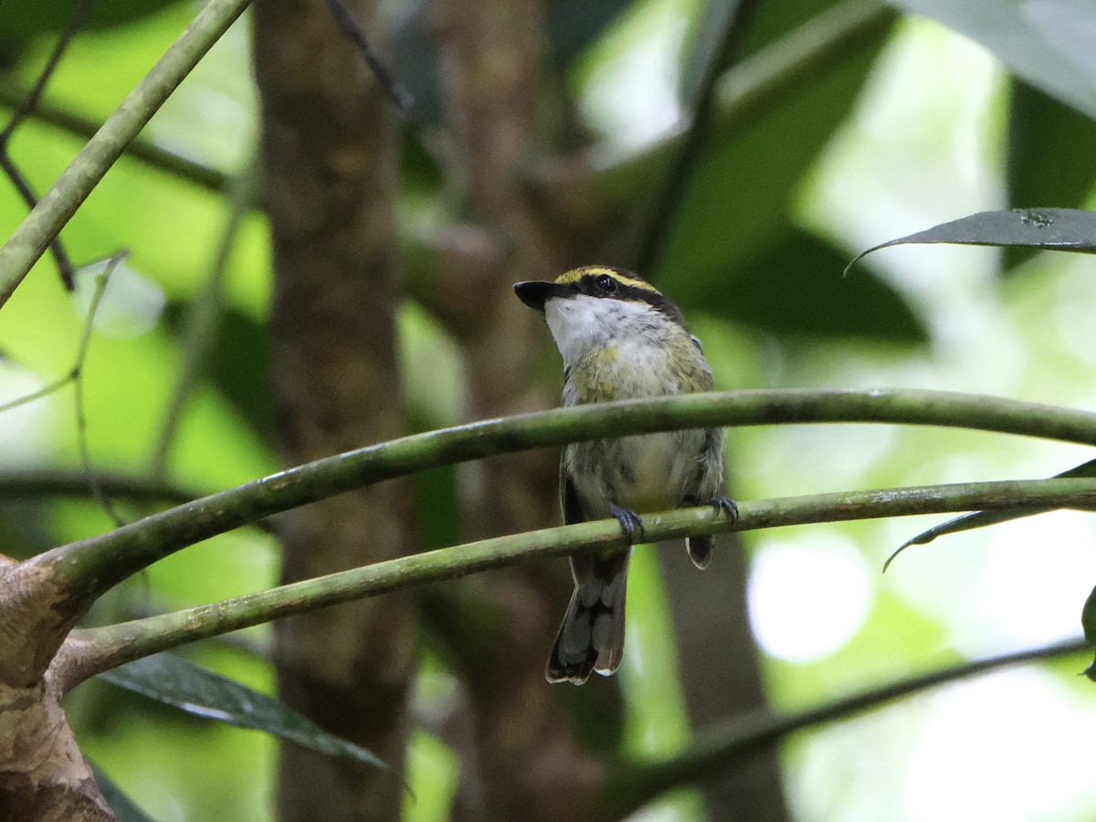 Yellow-breasted Boatbill - ML617692822