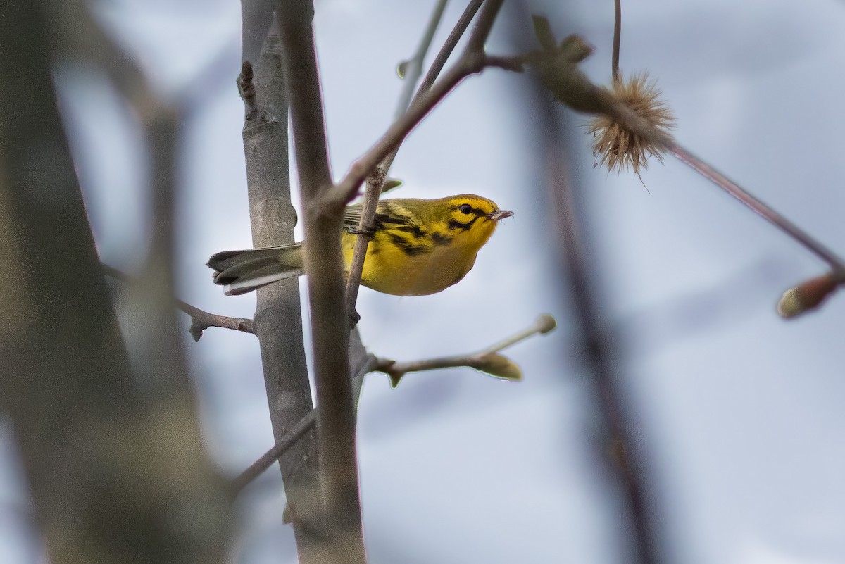 Prairie Warbler - Kyle Wesloh