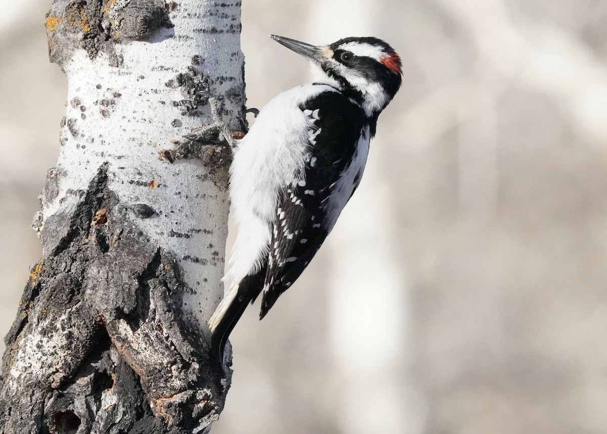 Hairy Woodpecker - ML617692836