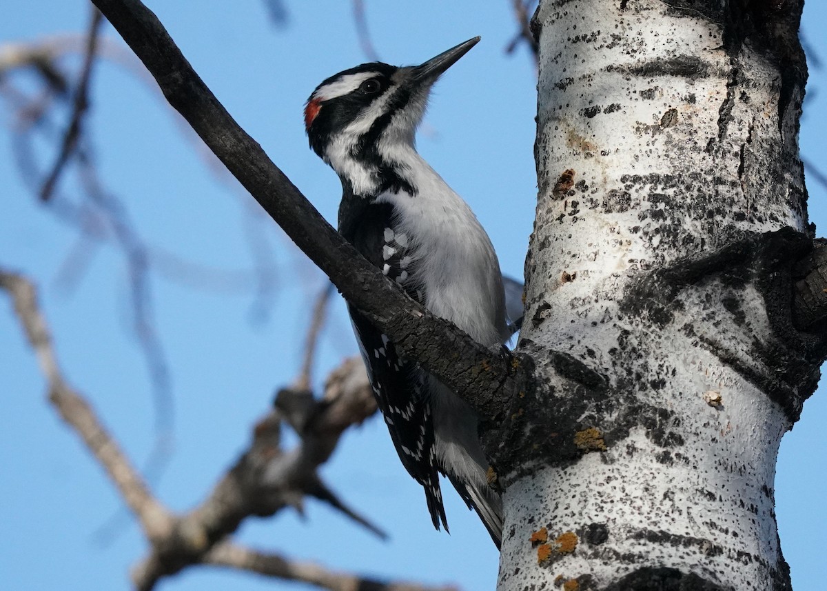 Hairy Woodpecker - ML617692840