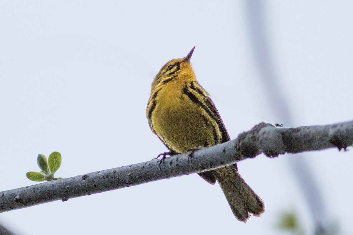 Prairie Warbler - ML617692841