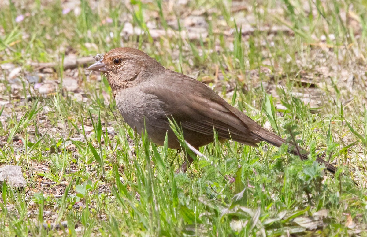 California Towhee - ML617692848