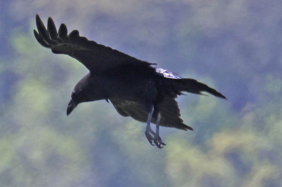 Common Raven - George Nothhelfer