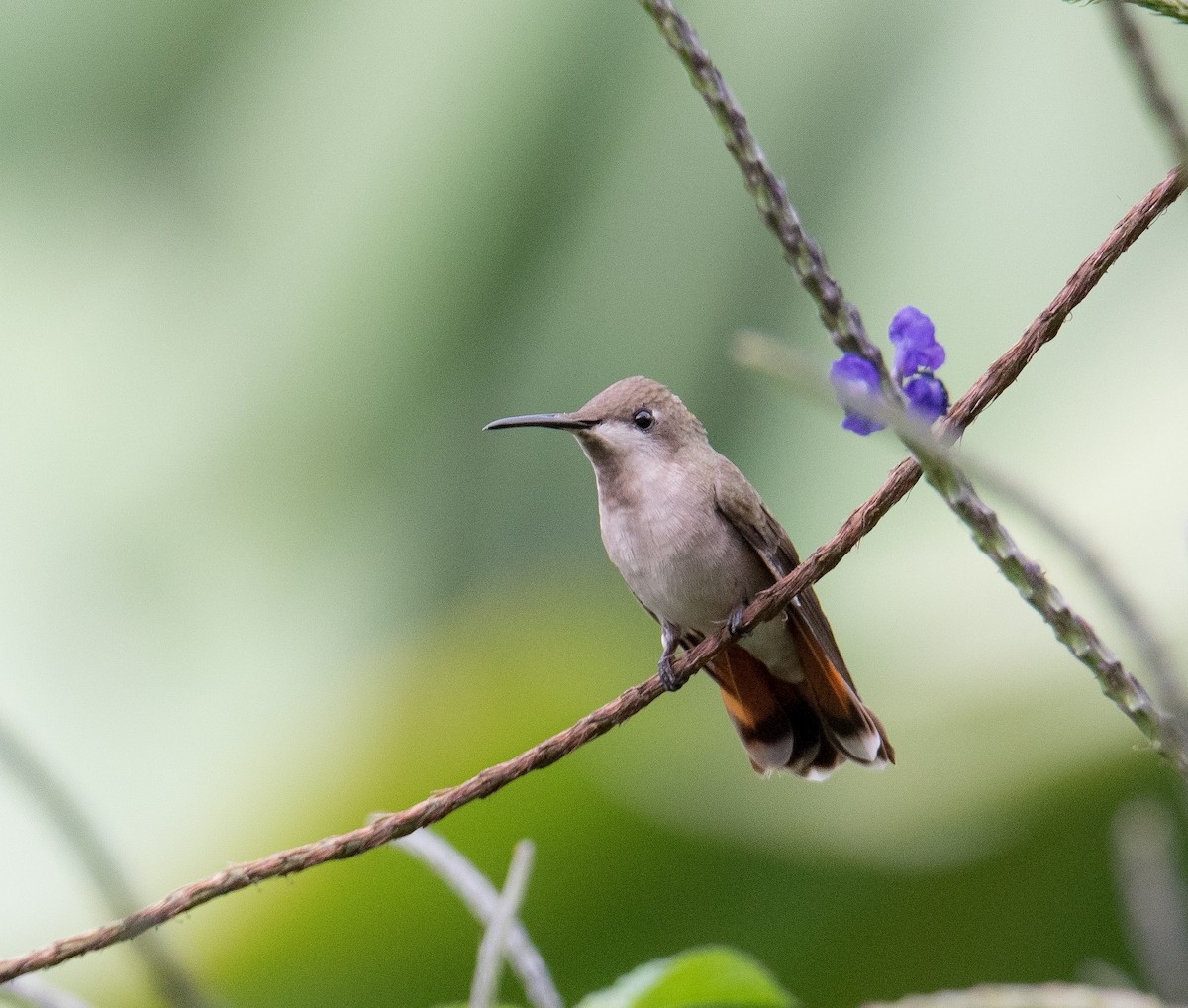 Colibri rubis-topaze - ML617692852