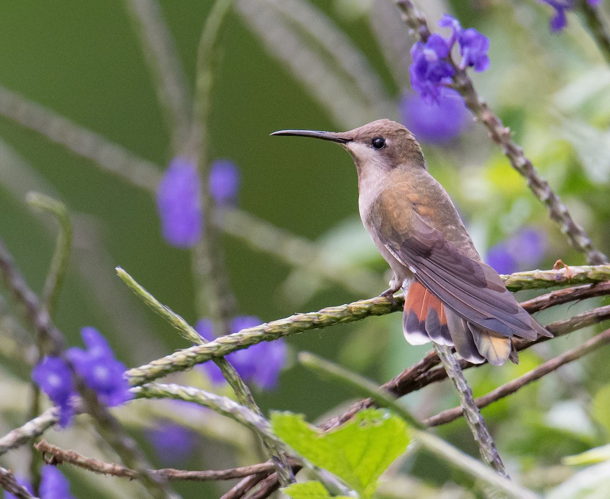 Ruby-topaz Hummingbird - Santiago Cañaveral Suarez