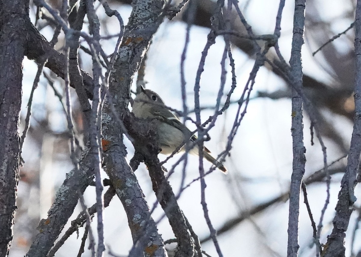 Ruby-crowned Kinglet - Pam Hardy