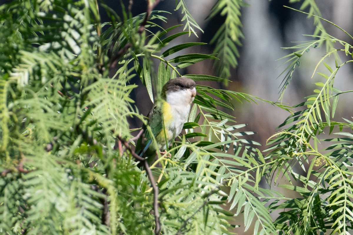 Gray-hooded Parakeet - ML617692858