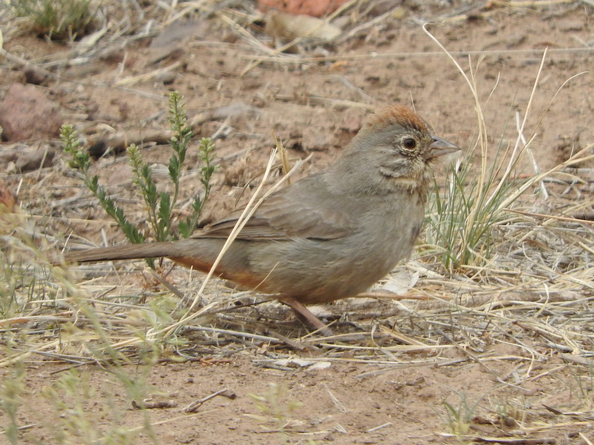 Canyon Towhee - Brian Moore